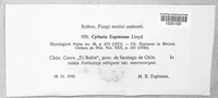 Cyttaria espinosae image